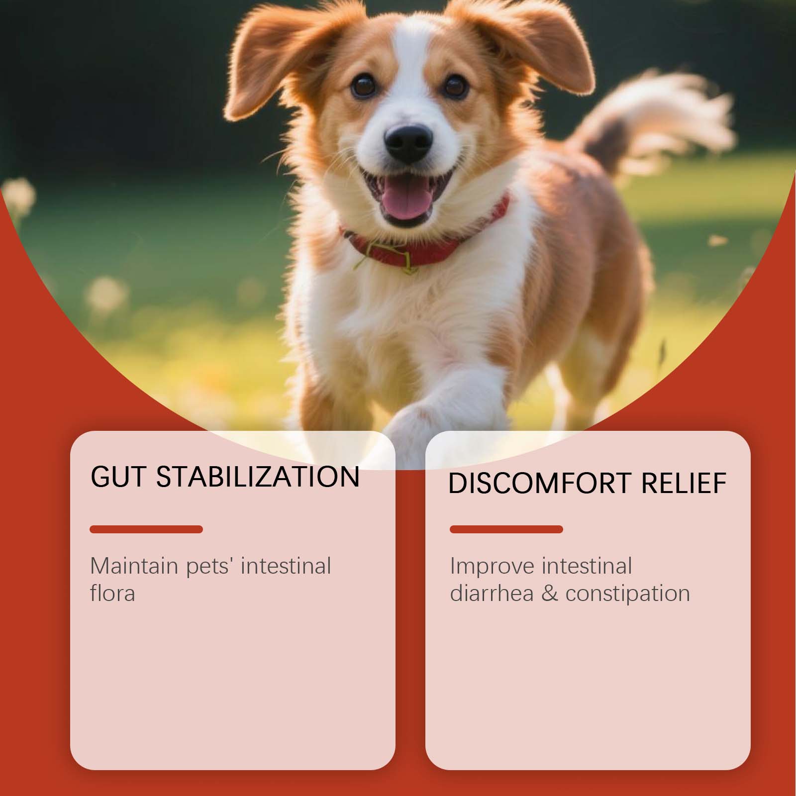 Canine Probiotic Powder Intest - Health Wellness Vitality 评论和价格